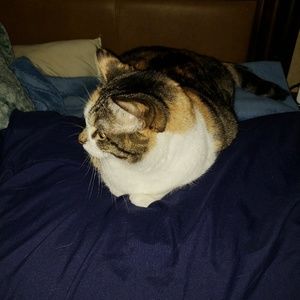 Meet your Posher, Brittney